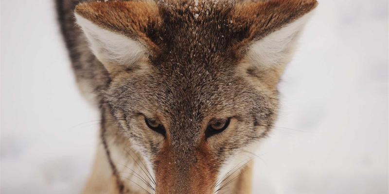 Crystal Clear时间管理：像搭配时尚单品一样可视化你的日程与优先级