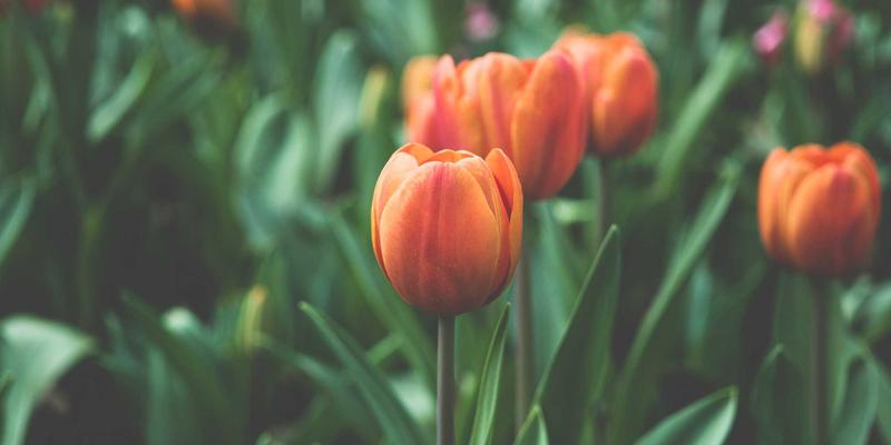 Crystal Clear领导力：像打造时尚风格指南一样塑造透明团队文化